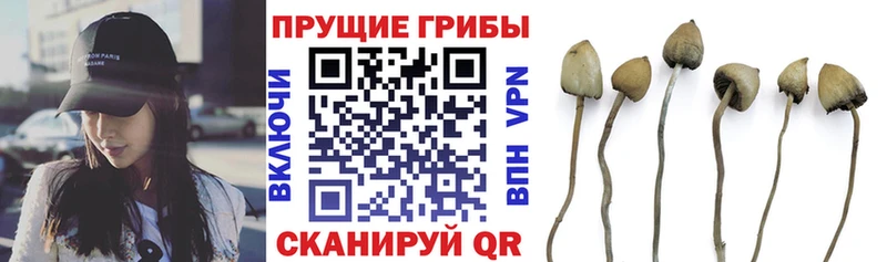 hydra ссылки Ростов-на-Дону это какой сайт Псилоцибиновые грибы Psilocybe